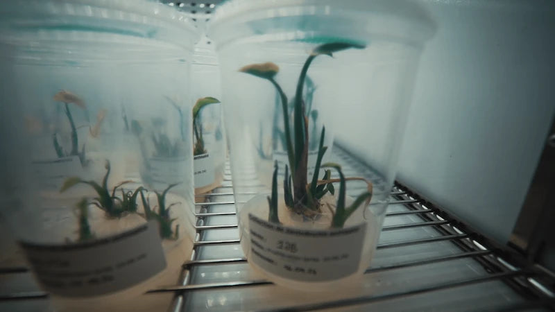 HEPIA Genève : 12 chambres climatiques sous LED horticole F.O.G