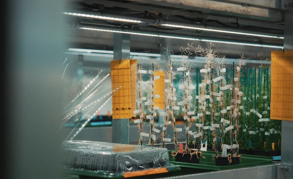 Laboratoire UNIL Lausanne sous éclairage LED horticole F.O.G