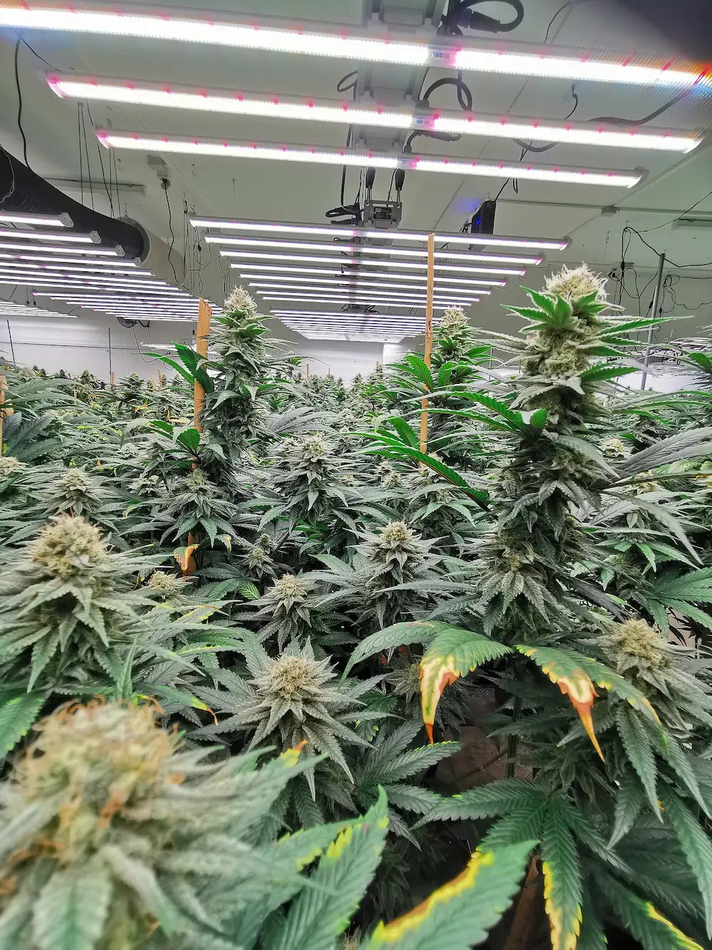 Culture cannabis KDC Organic sous luminaires F.O.G AIR GROW PRO II LED 600W