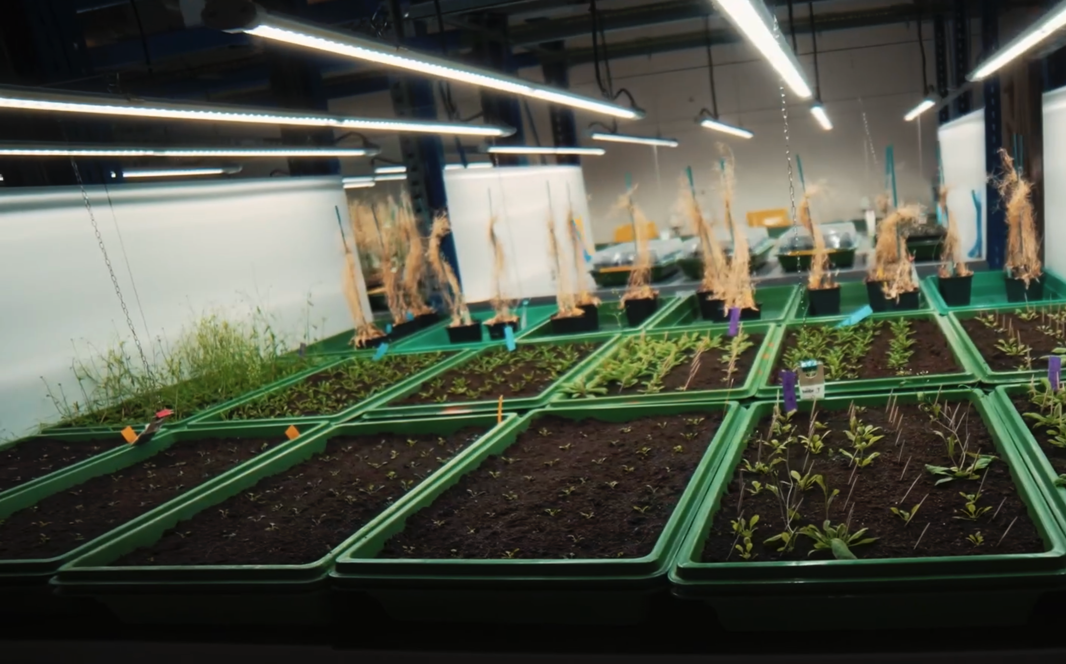 Laboratoire UNIL Lausanne sous éclairage LED horticole F.O.G