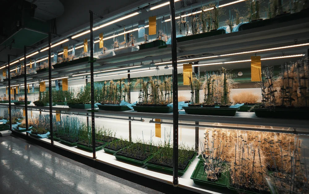 Laboratoire UNIL Lausanne sous éclairage LED horticole F.O.G