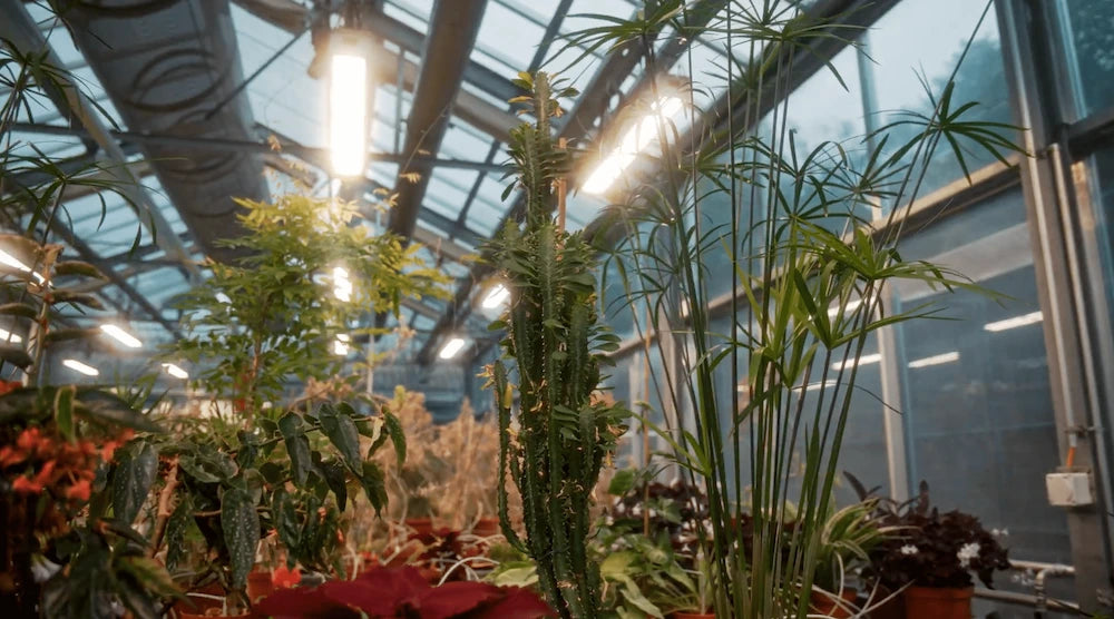 Installation LED horticole F.O.G dans serre UNIL Lausanne