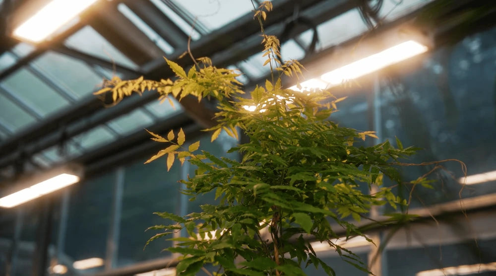 Installation LED horticole F.O.G dans serre UNIL Lausanne
