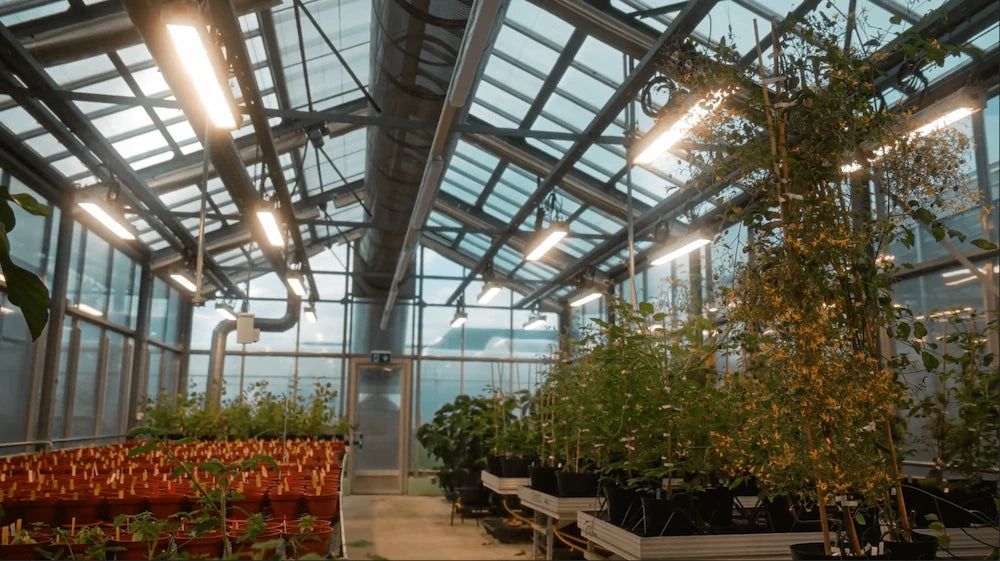 Installation LED horticole F.O.G dans serre UNIL Lausanne