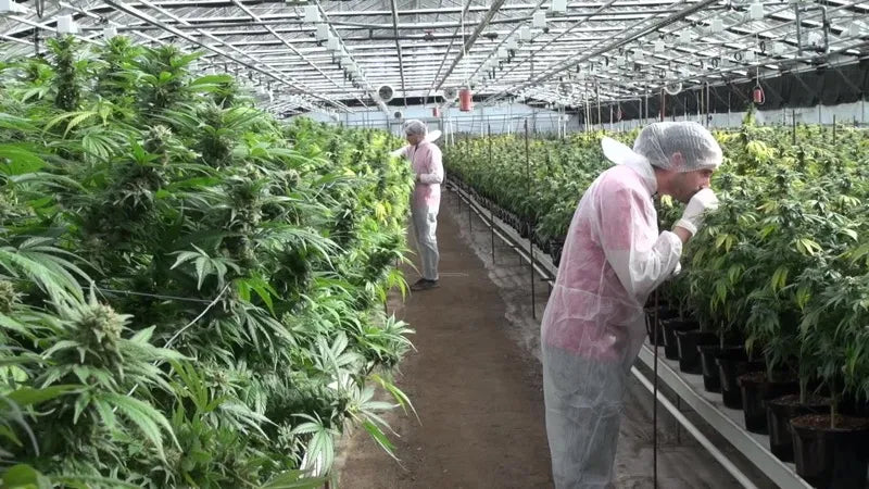 Serre Phytocann Yvorne : LED F.O.G X-VEG 200W